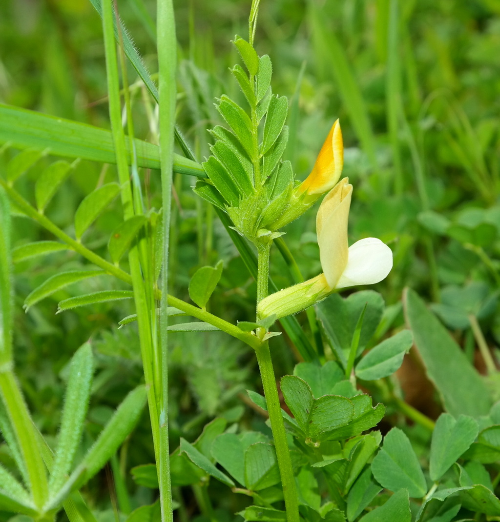 Image of Vicia grandiflora specimen.