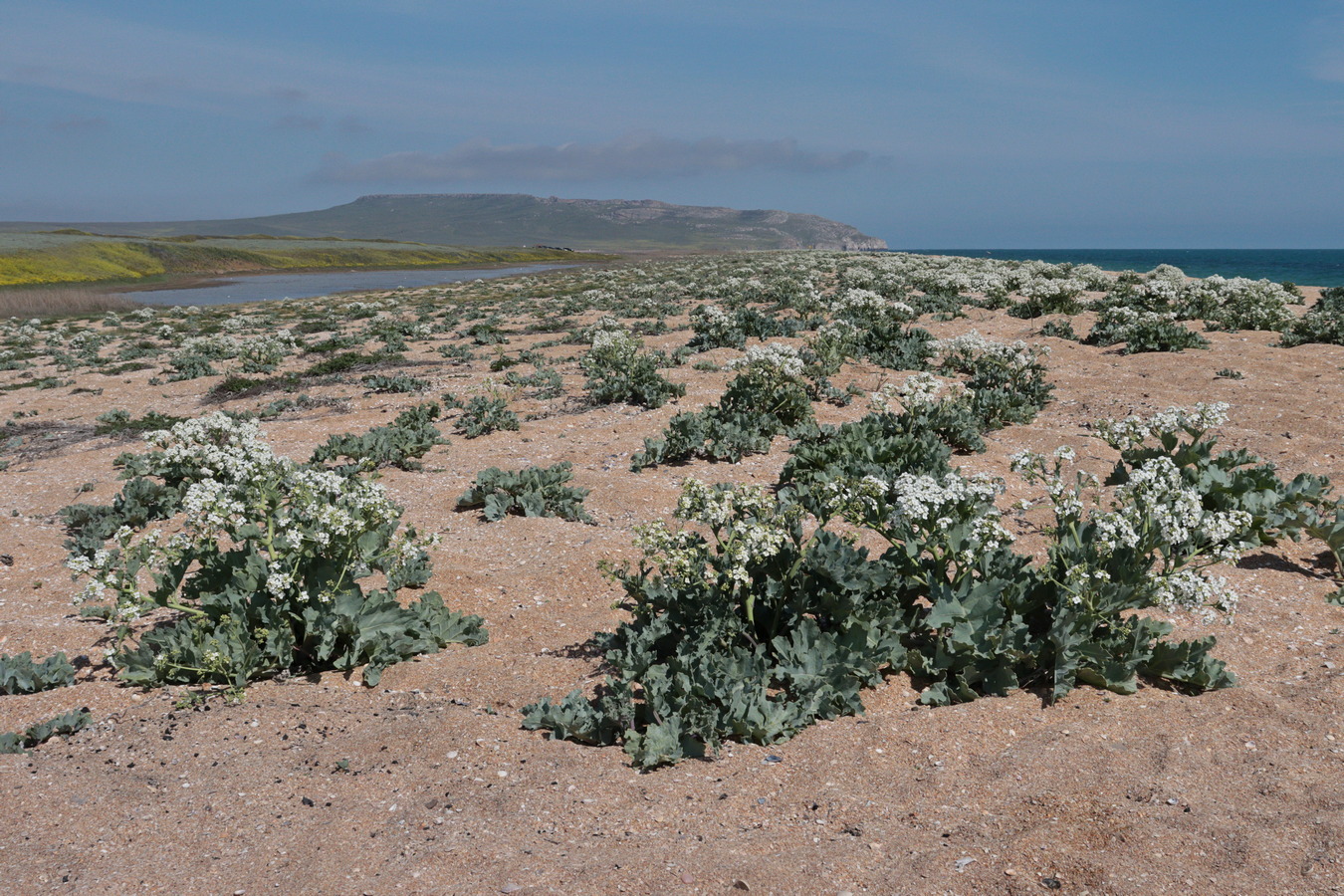 Image of Crambe maritima specimen.