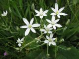 Ornithogalum kochii