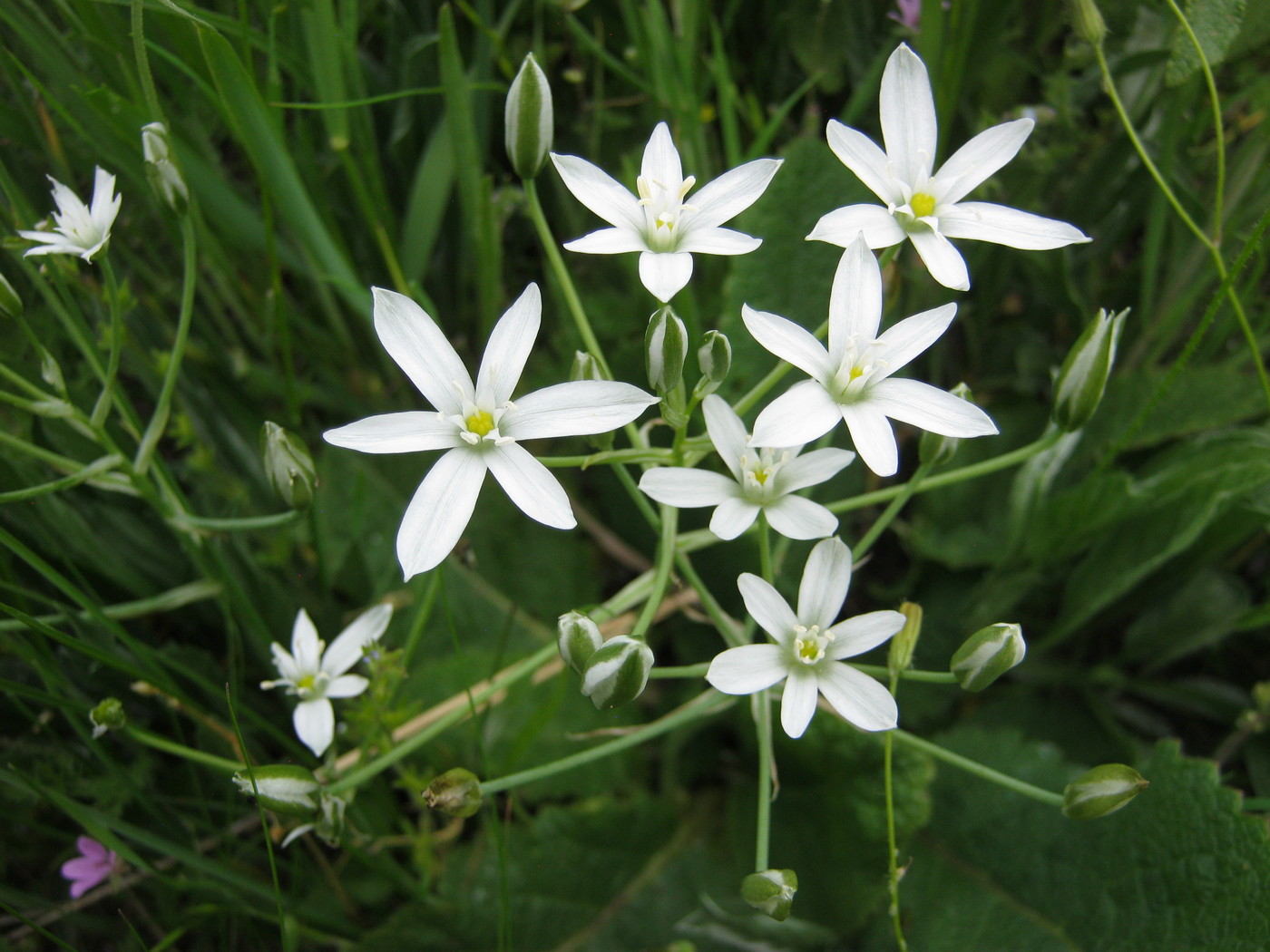 Image of Ornithogalum kochii specimen.