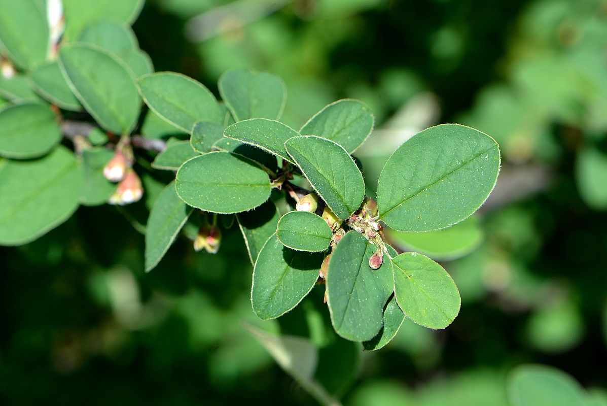 Изображение особи Cotoneaster integerrimus.