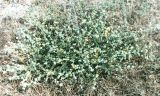 Verbascum pinnatifidum. Цветущее растение коровяка в опустыненной степи на ракушечнике. Крым, юг Арабатской стрелки, середина июля.