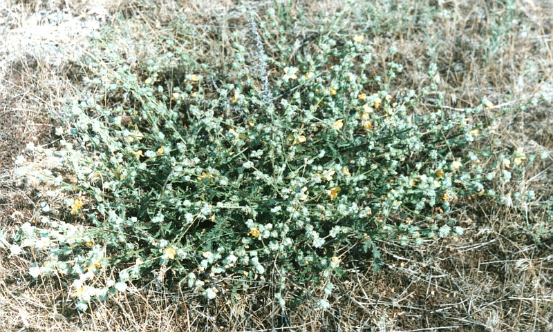 Image of Verbascum pinnatifidum specimen.