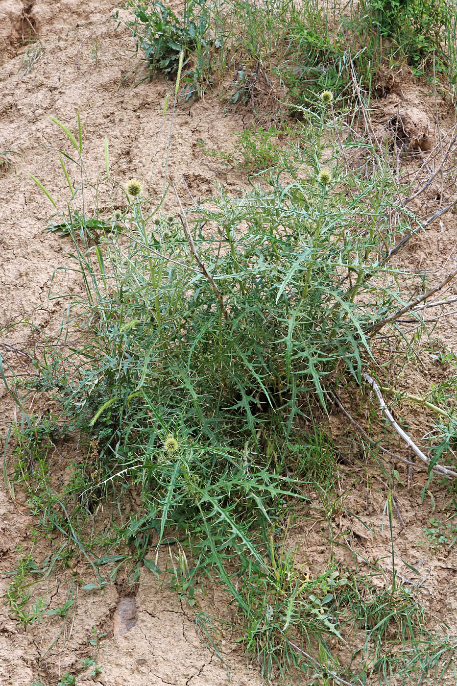 Изображение особи Echinops maracandicus.