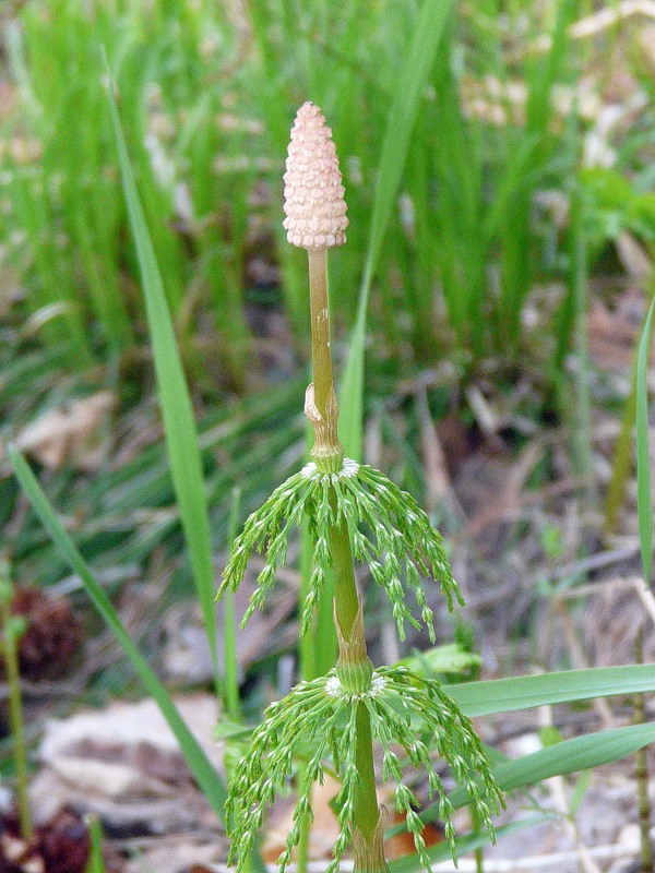 Изображение особи Equisetum sylvaticum.