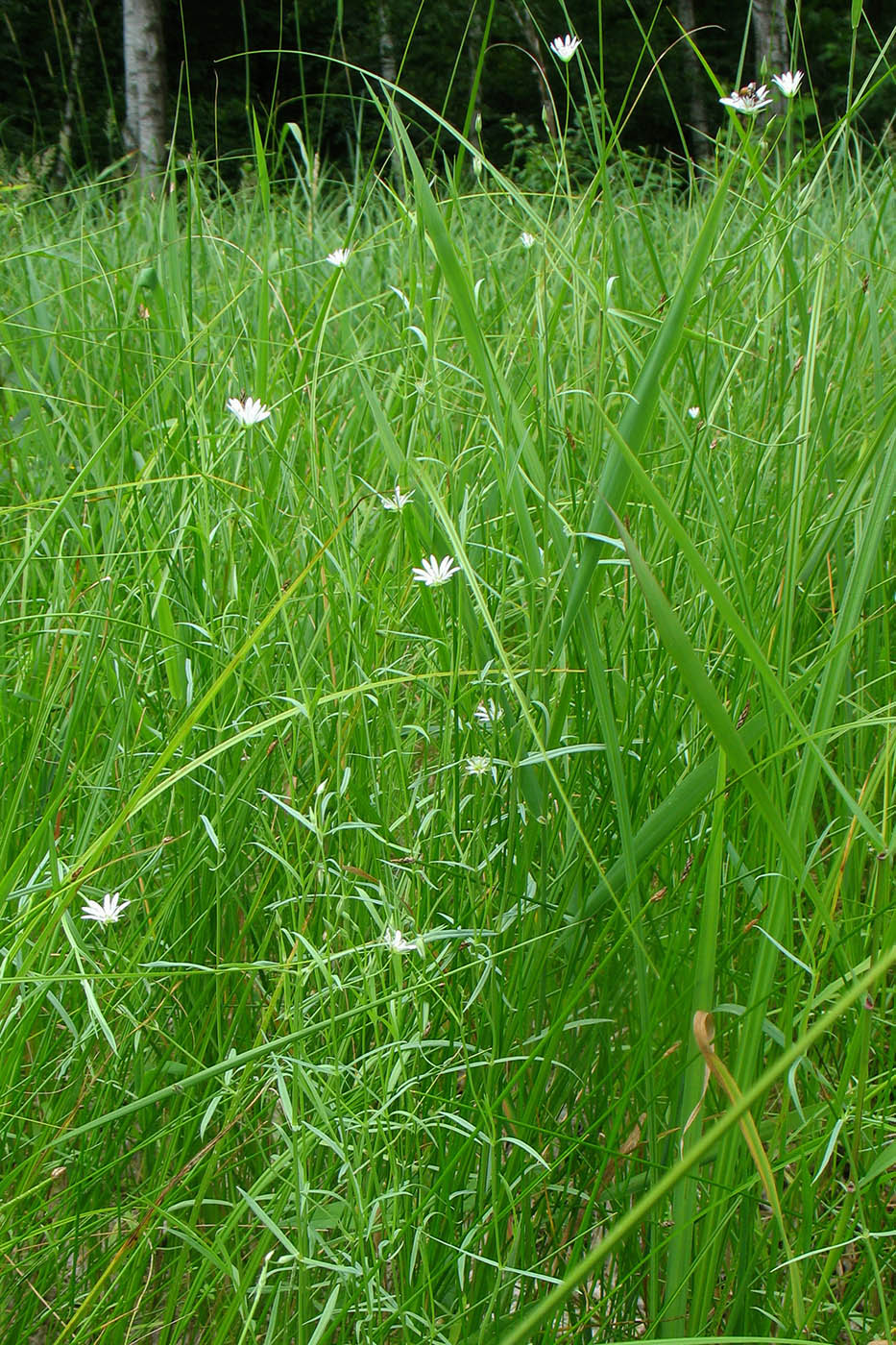 Image of Stellaria palustris specimen.