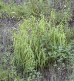 Melica altissima