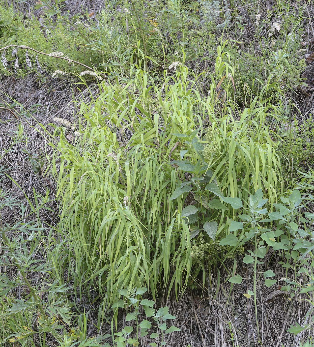 Изображение особи Melica altissima.