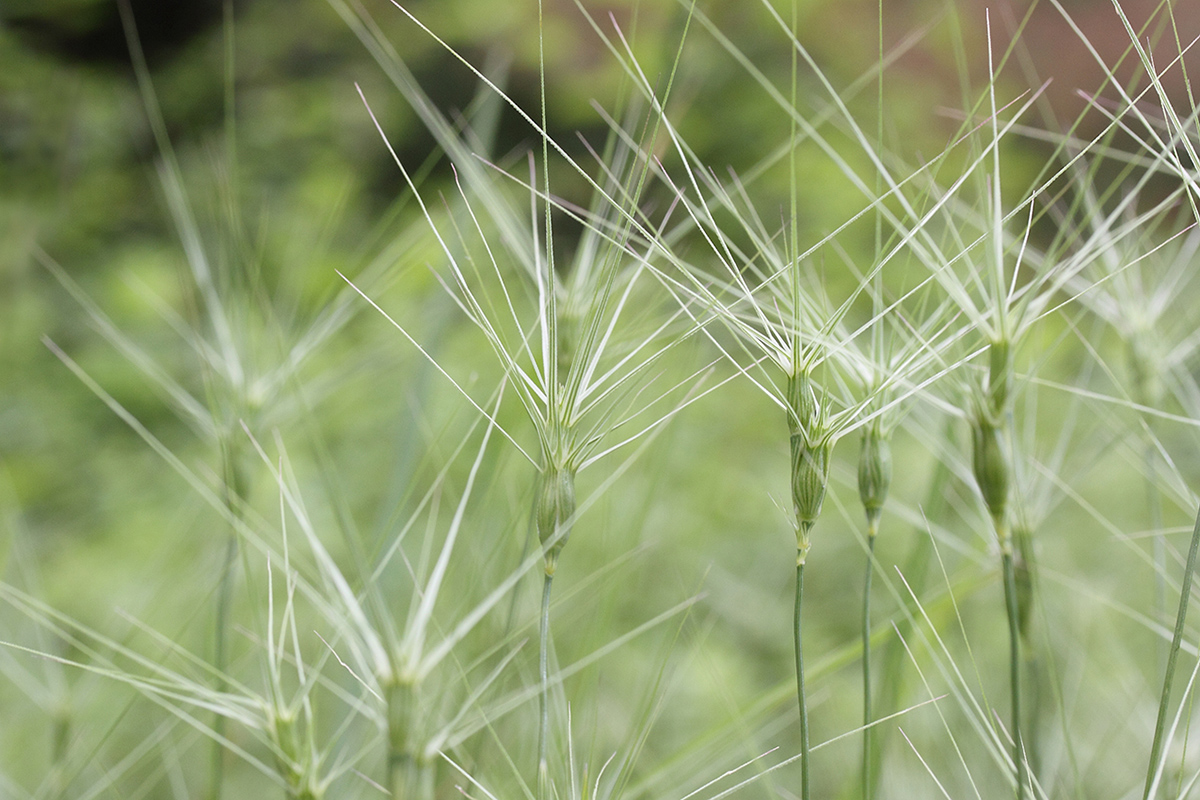 Изображение особи Aegilops biuncialis.
