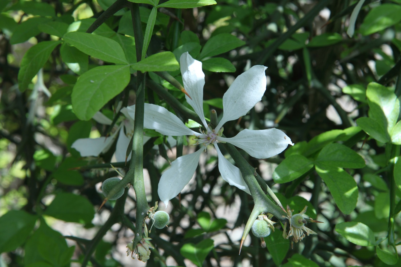 Изображение особи Poncirus trifoliata.