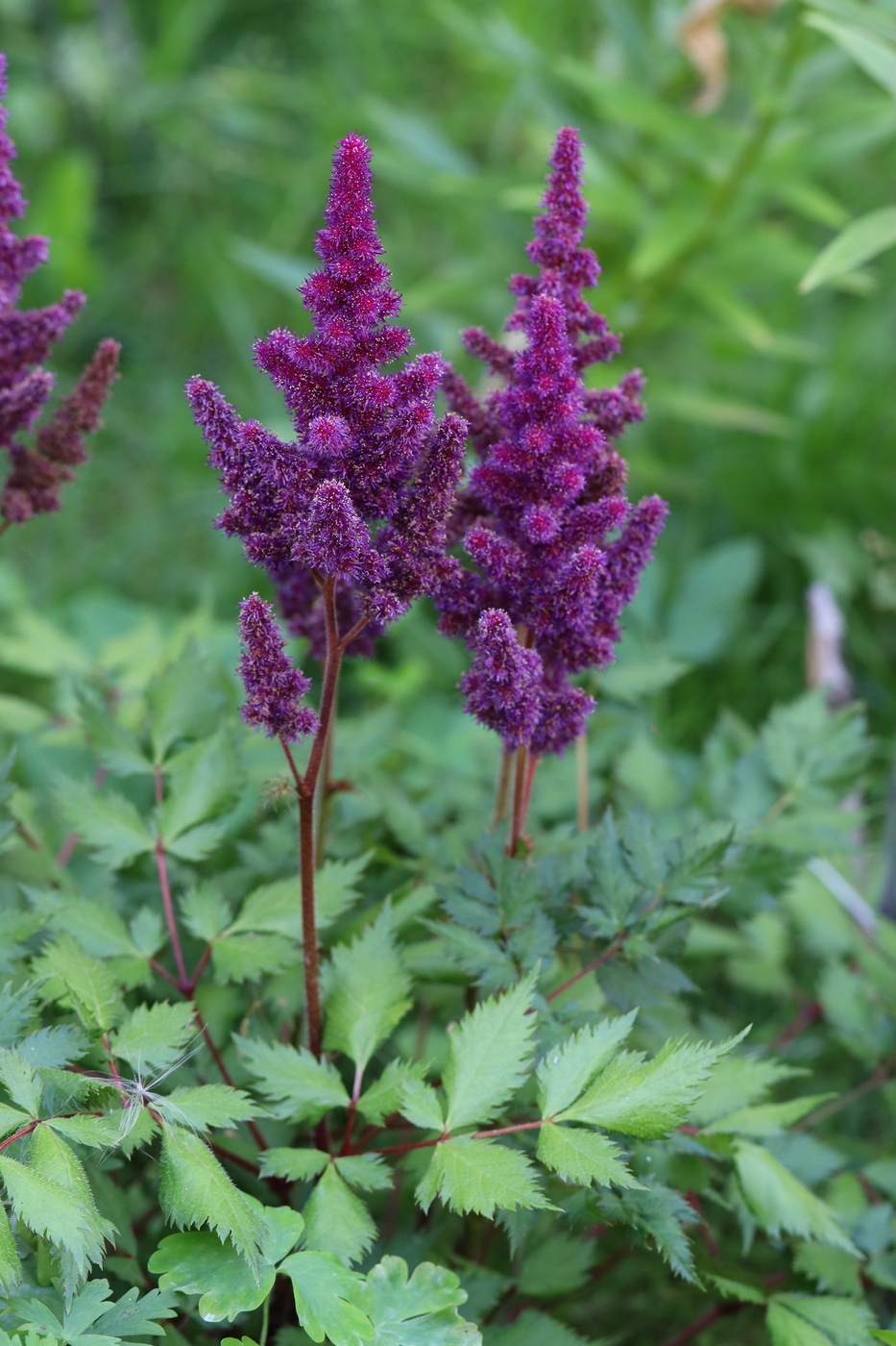 Image of Astilbe chinensis specimen.