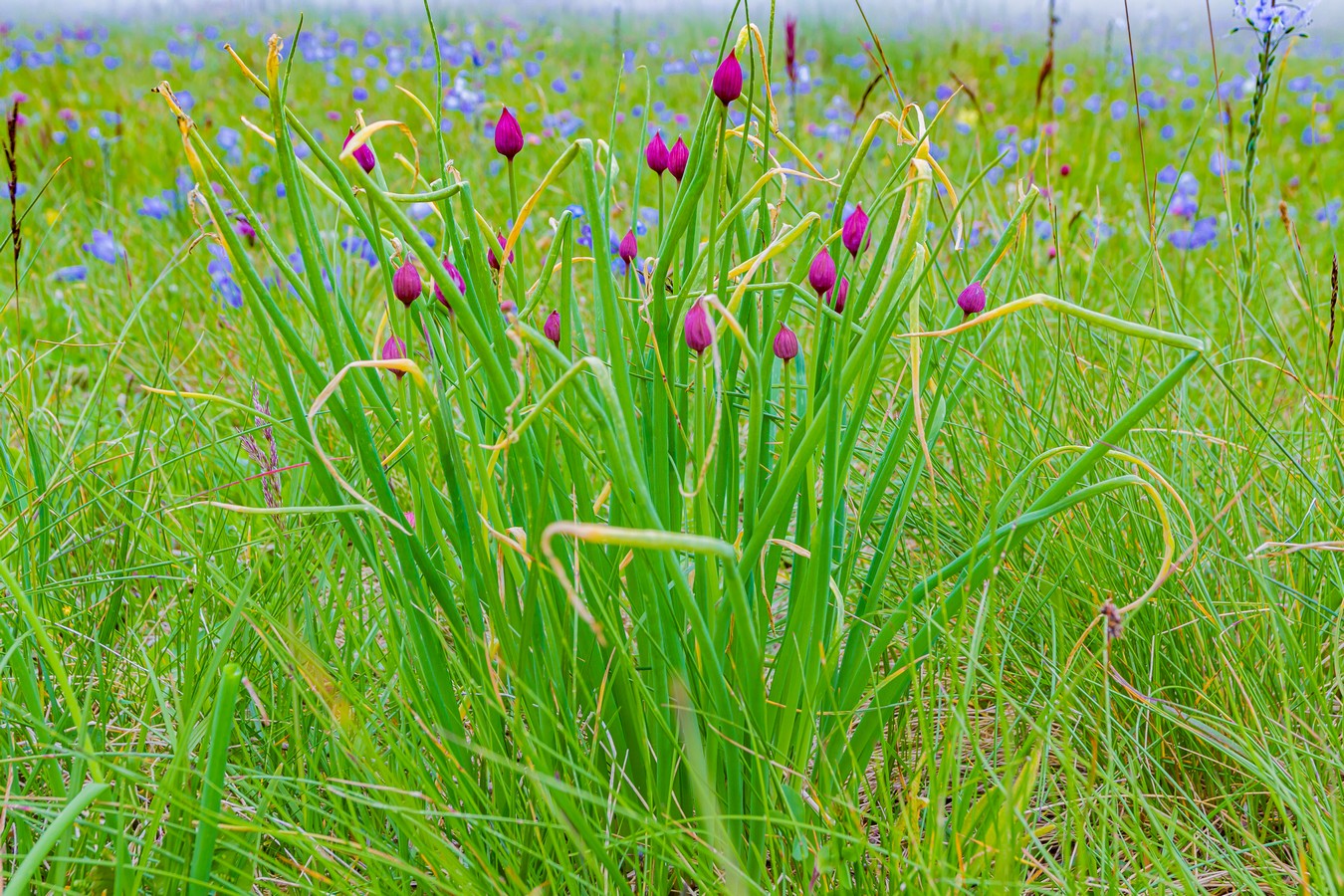 Изображение особи Allium schoenoprasum.