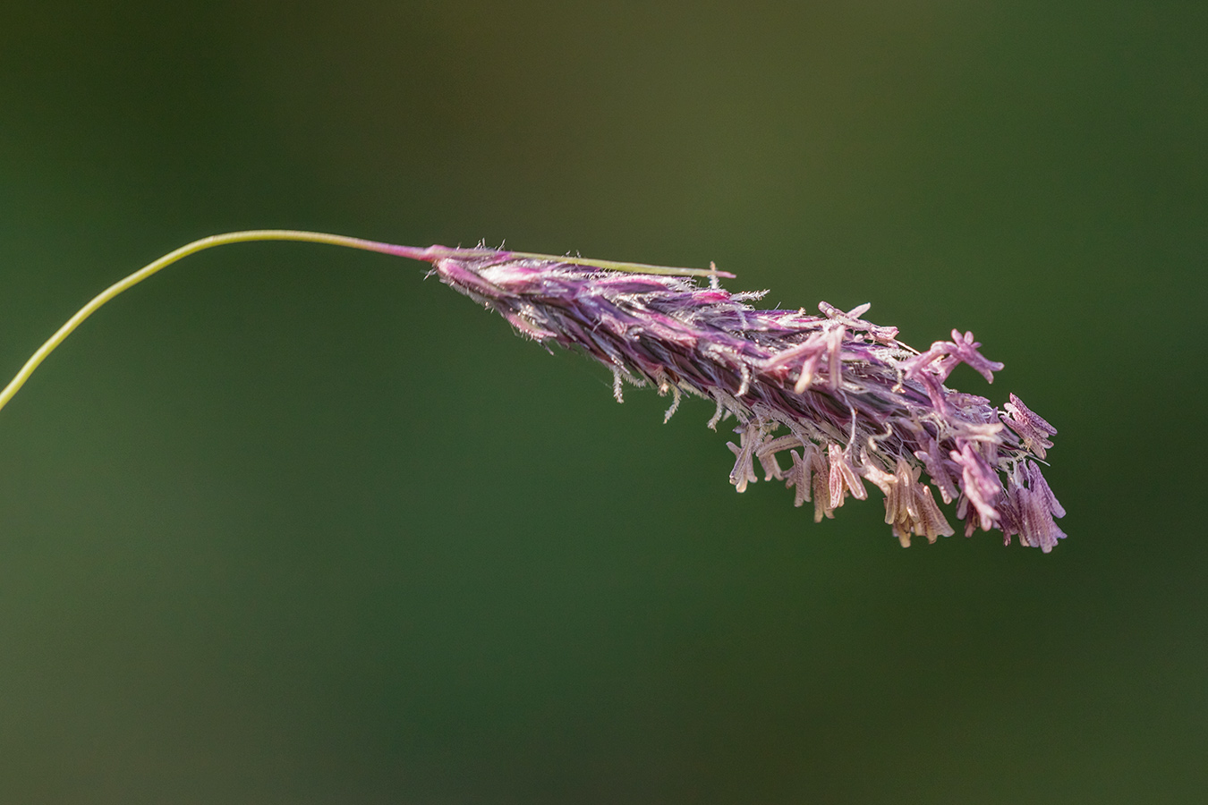 Image of Alopecurus ponticus specimen.