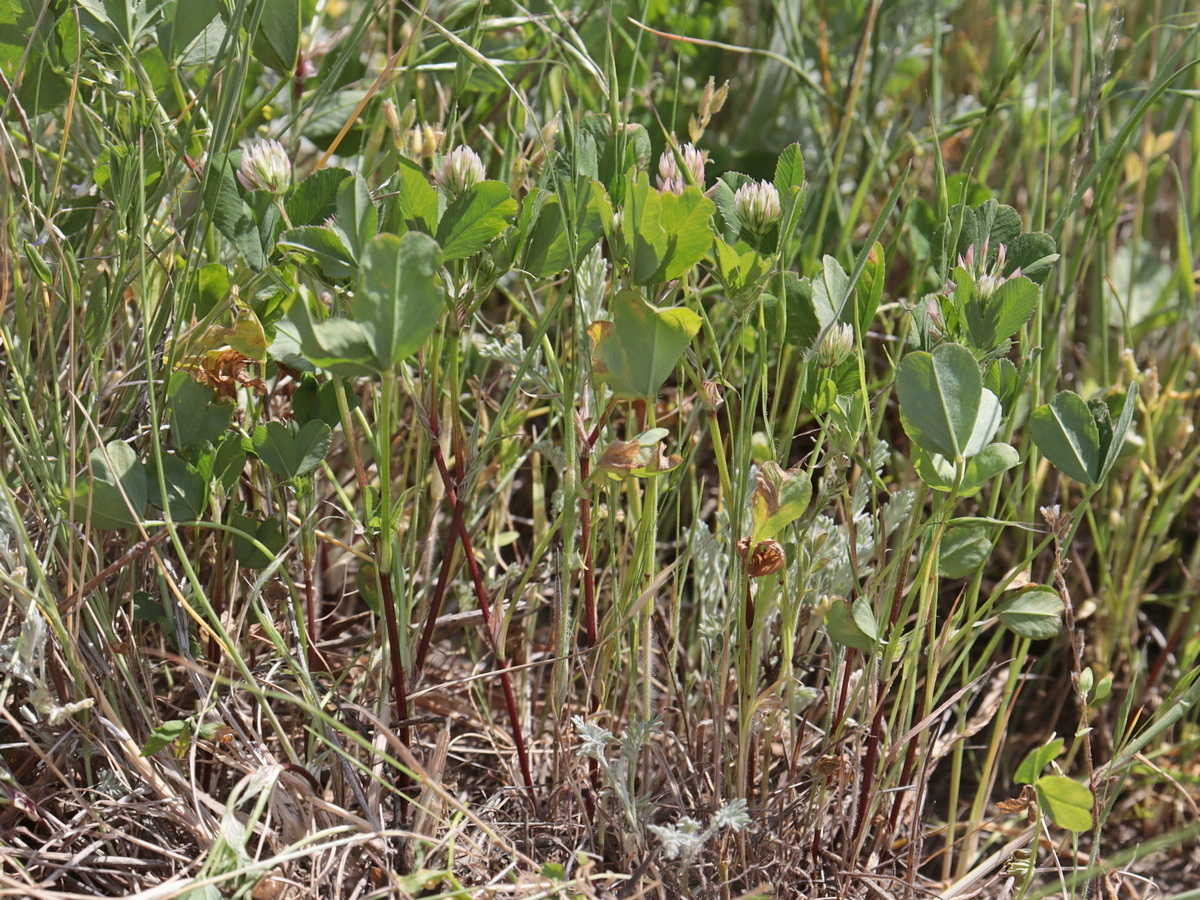 Изображение особи Trifolium angulatum.