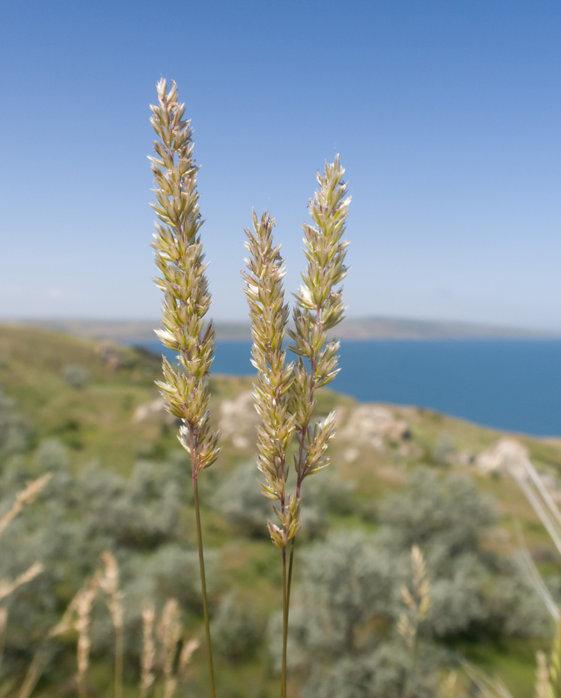 Image of Koeleria macrantha specimen.