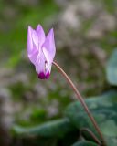 Cyclamen persicum. Цветок. Израиль, национальный парк \"Бейт Гуврин\", маквис. 17.02.2020.