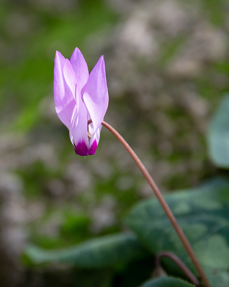 Image of Cyclamen persicum specimen.