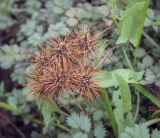 Acaena microphylla