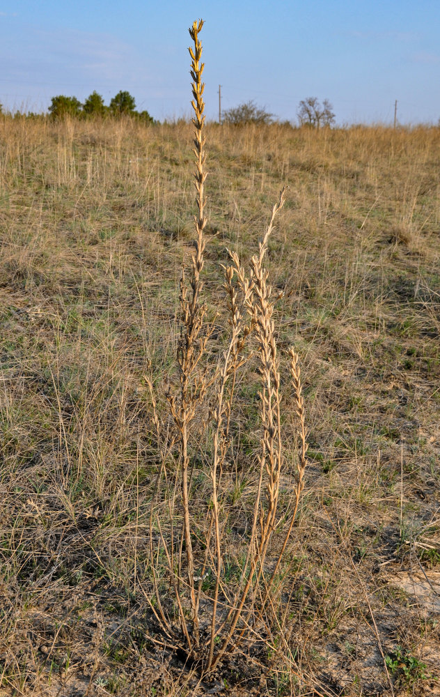 Изображение особи Oenothera biennis.