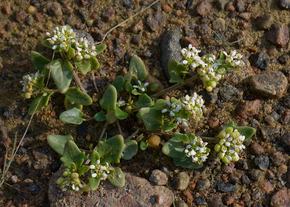 Image of Cochlearia officinalis ssp. norvegica specimen.