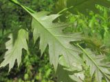 Quercus rubra. Лист (вид на абаксиальную поверхность). Северная Осетия, окр. г. Владикавказ, лес. 10.05.2021.