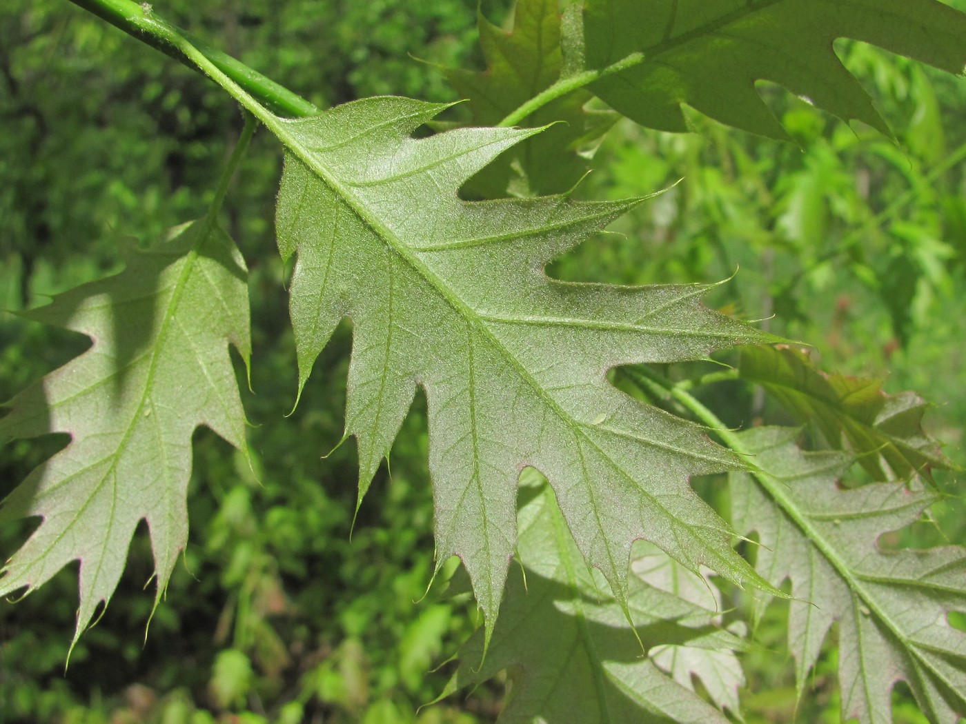 Image of Quercus rubra specimen.