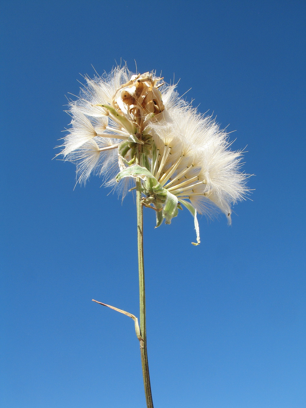 Image of Scorzonera franchetii specimen.