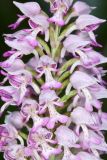 Orchis militaris. Часть соцветия. Волгоградская обл., Серафимовичский р-н, Трясиновское с/п, окр. хутора Себряков, природный парк \"Усть-Медведицкий\", дол. р. Медведица, возвышенный участок влажного солонцеватого пойменного луга. 25 мая 2021 г.