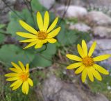 Dolichorrhiza renifolia. Соцветия-корзинки. Республика Северная Осетия-Алания, Ирафский р-н, Большой Кавказ, левый склон долины р. Караугомдон, ≈ 2000 м н.у.м., скальные выходы в сосновом лесу. 08.07.2021.