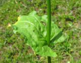Rumex arifolius. Верхний лист на генеративном побеге. Красноярский край, Ермаковский р-н, парк \"Ергаки\", окр. оз. Тушканчик, субальпийский луг. 24.07.2012.