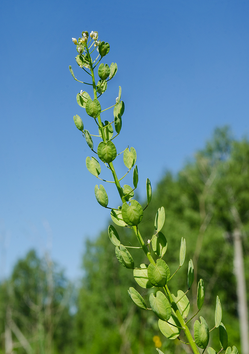 Image of Thlaspi arvense specimen.