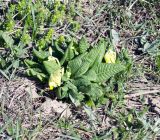 Primula macrocalyx