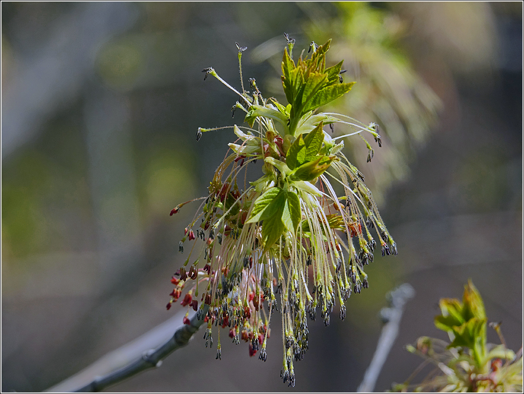 Image of Acer negundo specimen.