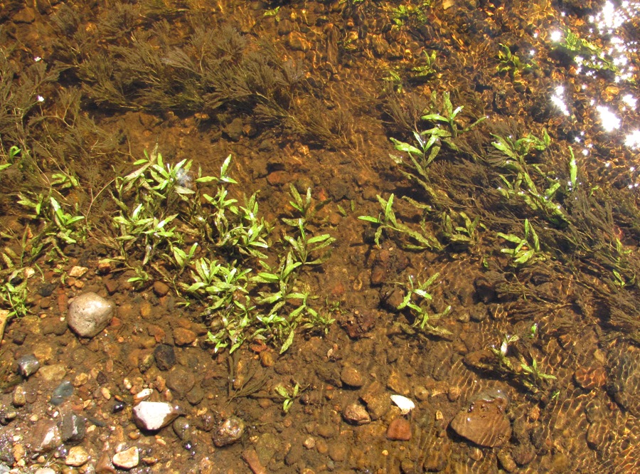 Изображение особи Myosotis palustris.