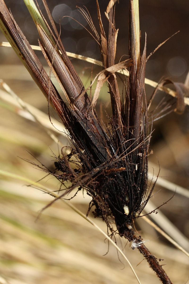 Image of Carex appropinquata specimen.