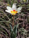 Tulipa kaufmanniana