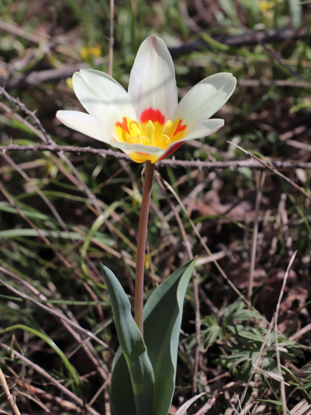 Изображение особи Tulipa kaufmanniana.