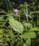 Cypripedium guttatum. Цветущее растение. Пермский край, Оханский р-н, левый берег р. Кама, сосновый лес, вдоль лесной дороги. 18.06.2022.