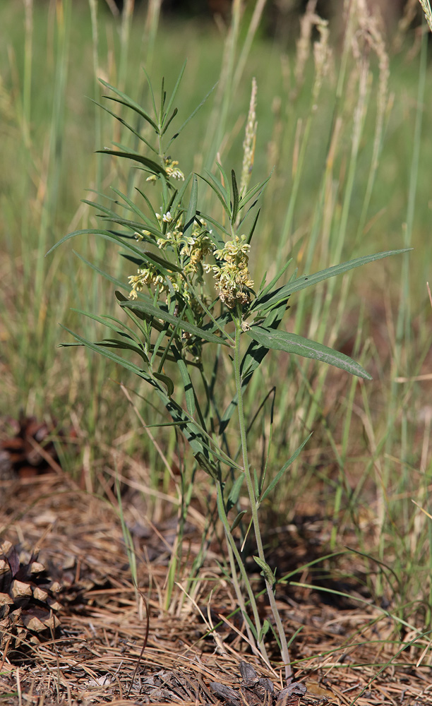 Image of Vincetoxicum sibiricum specimen.