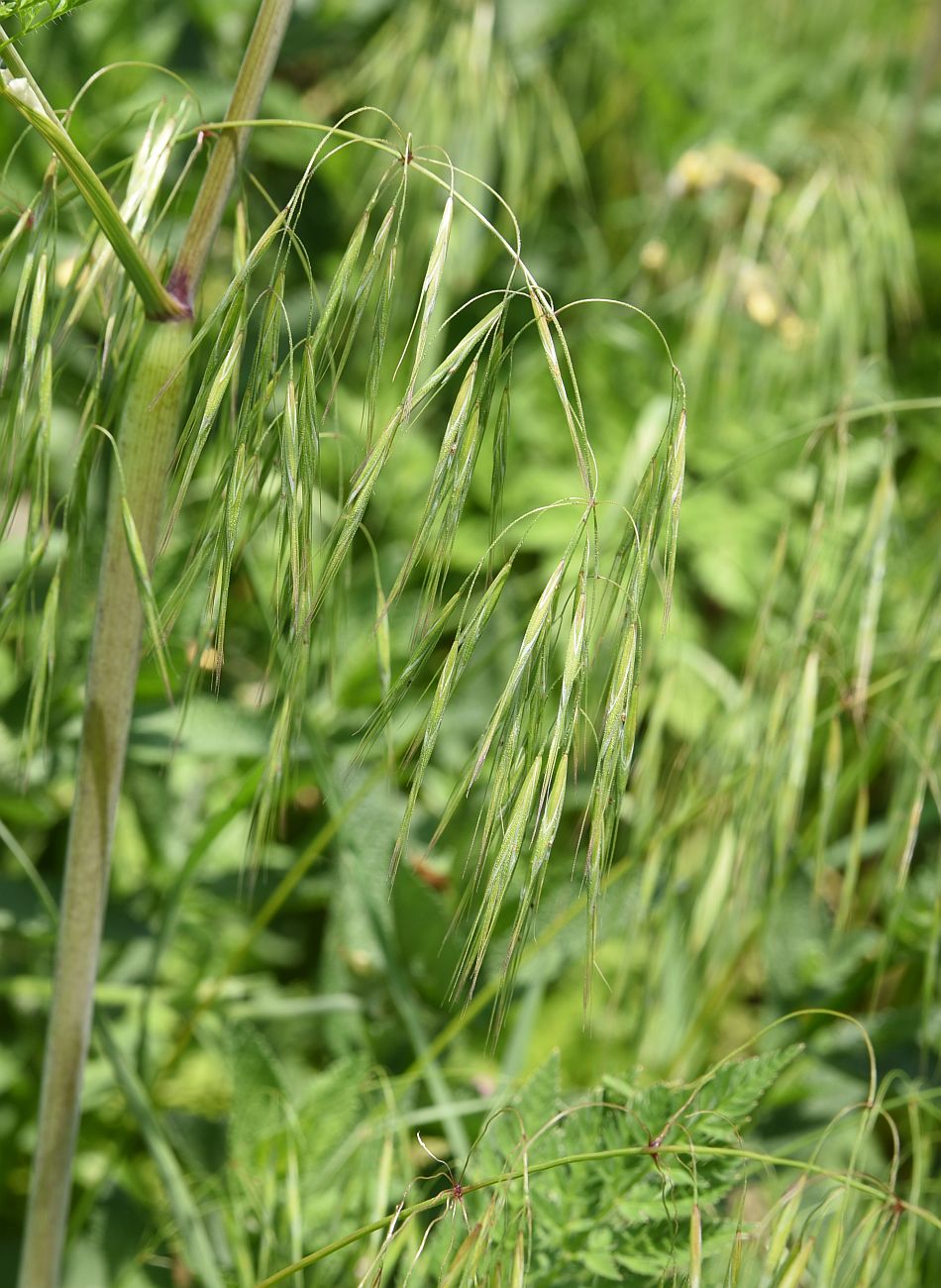 Image of genus Anisantha specimen.