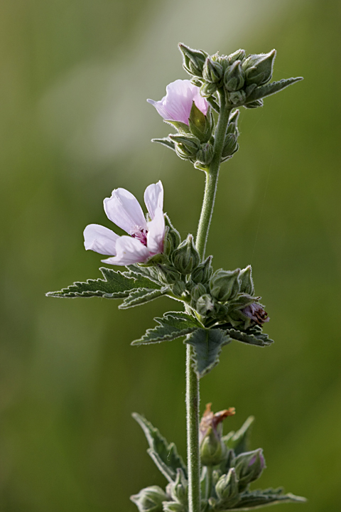 Изображение особи Althaea armeniaca.