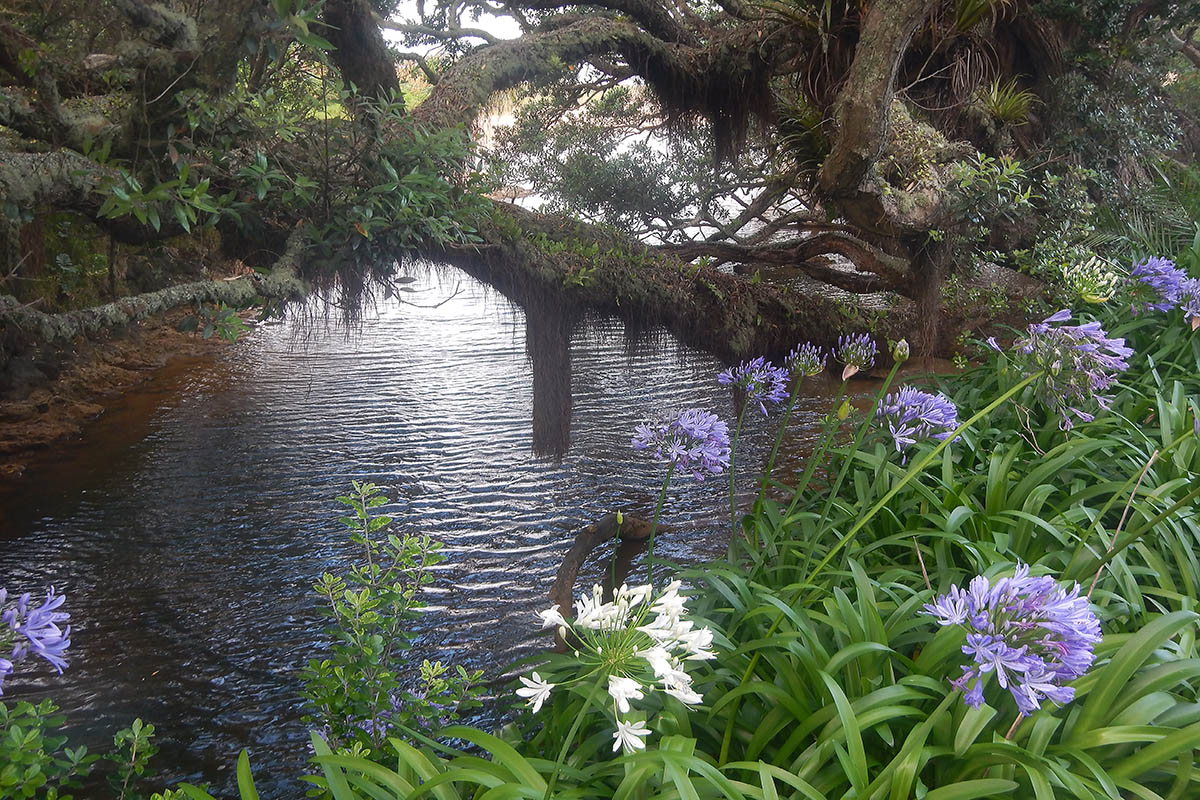 Изображение особи Agapanthus praecox.