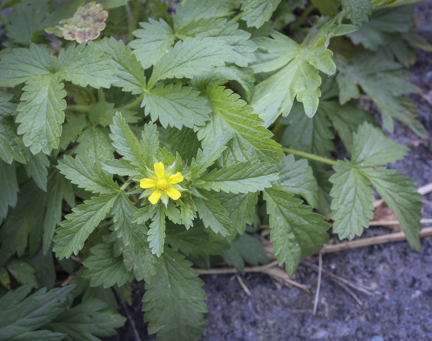 Изображение особи Potentilla norvegica.