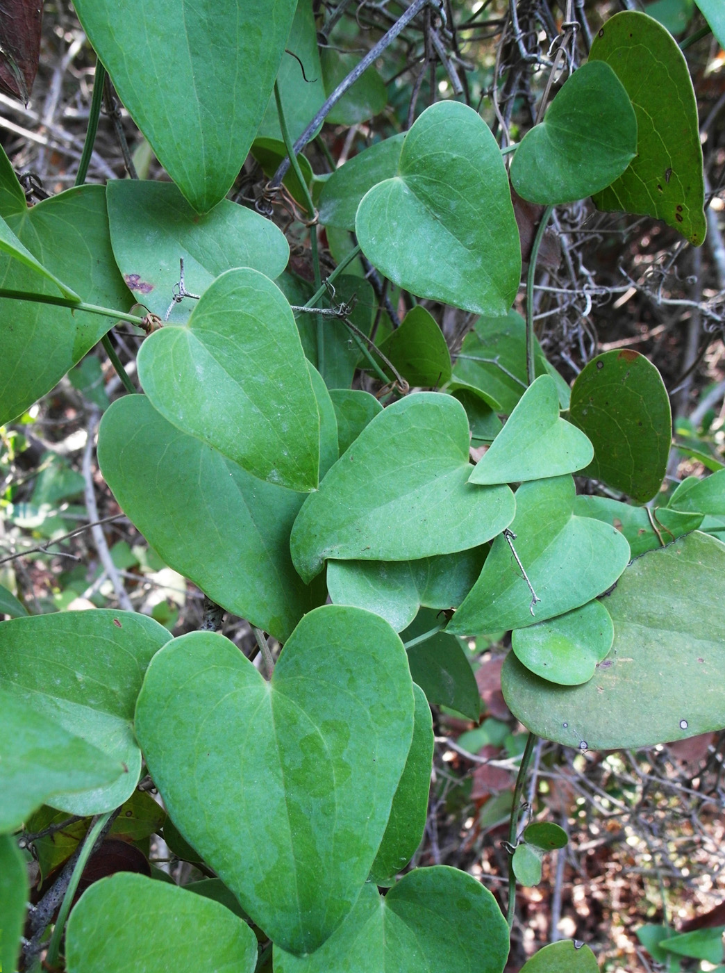 Image of Smilax aspera specimen.