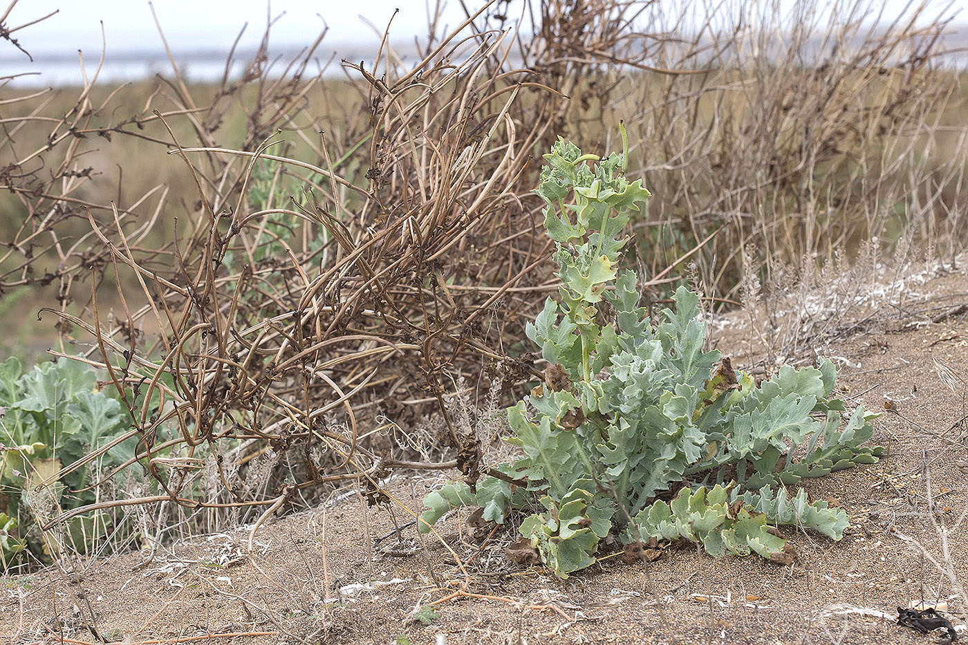 Изображение особи Glaucium flavum.