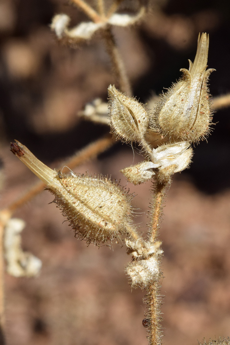 Image of Cerastium inflatum specimen.