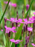 Dianthus deltoides