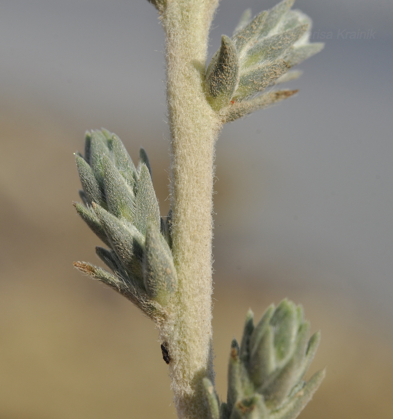 Image of Bassia prostrata specimen.