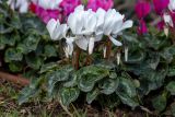 Cyclamen persicum