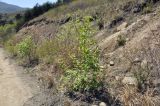 genus Populus. Вегетирующее растение. Приморский край, Хасанский р-н, Зарубинское гор. пос., окр. с. Витязь, обочина каменистой дороги к бух. Теляковского. 09.05.2022.